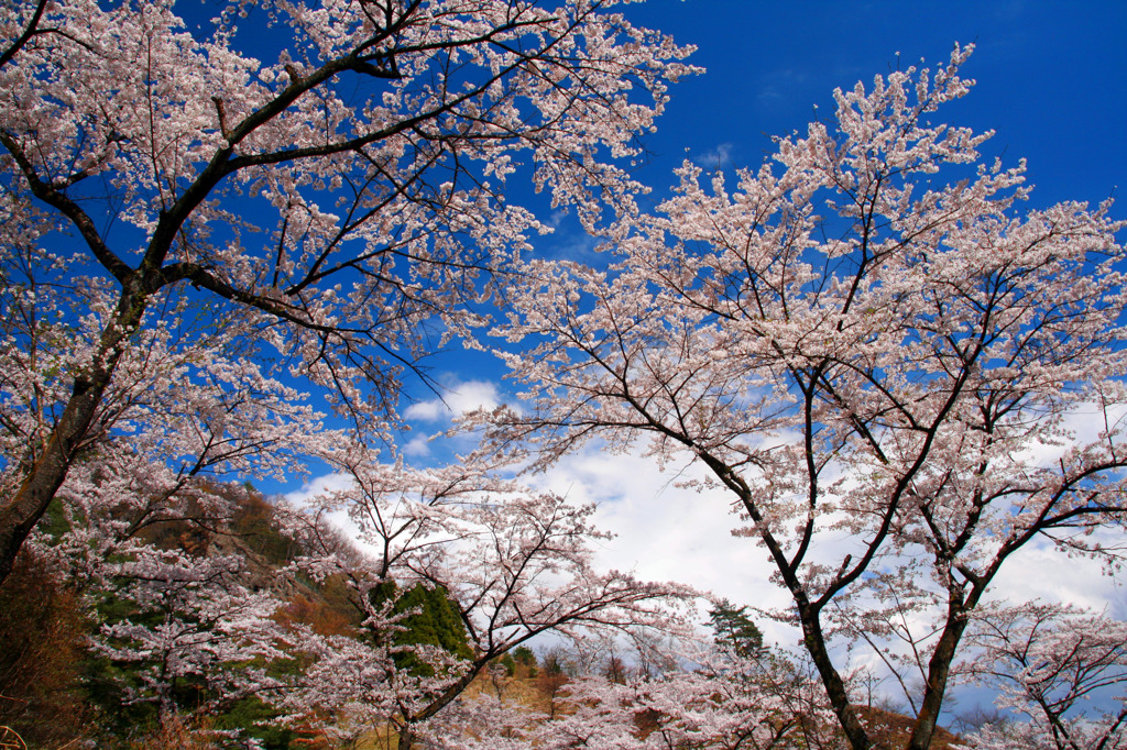 妙義山の桜