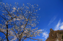 桜の里の青空と桜