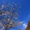 桜の里の青空と桜