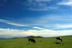美ヶ原高原の牧場風景