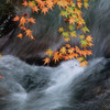 渓流と紅葉