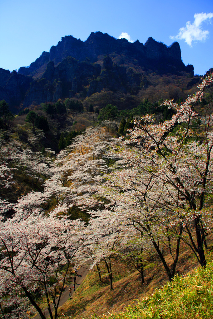 妙義山桜の里