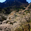 妙義山桜の里
