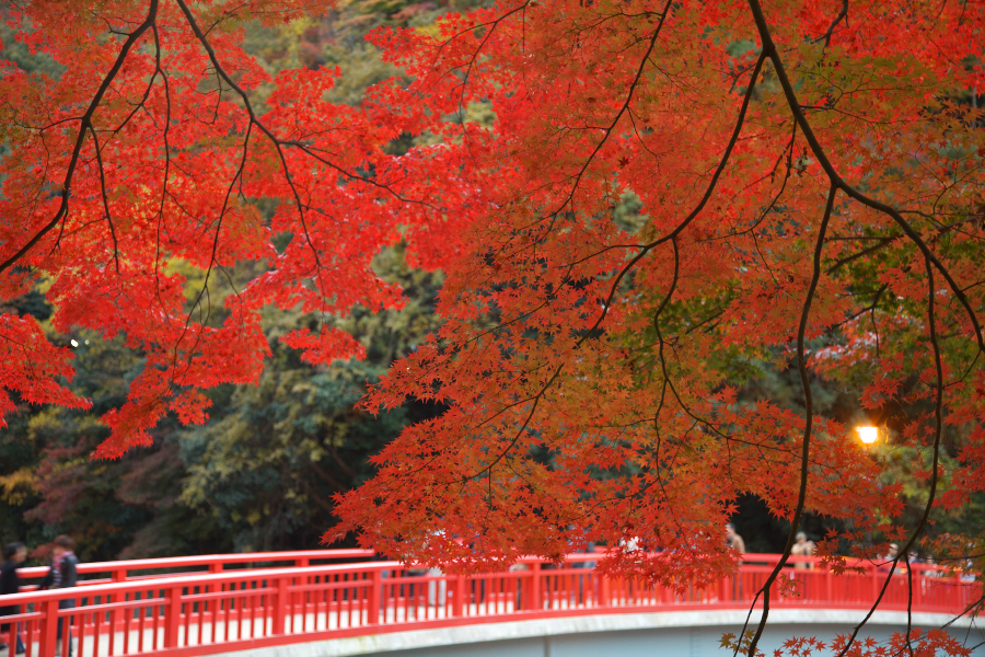 待月橋と紅葉