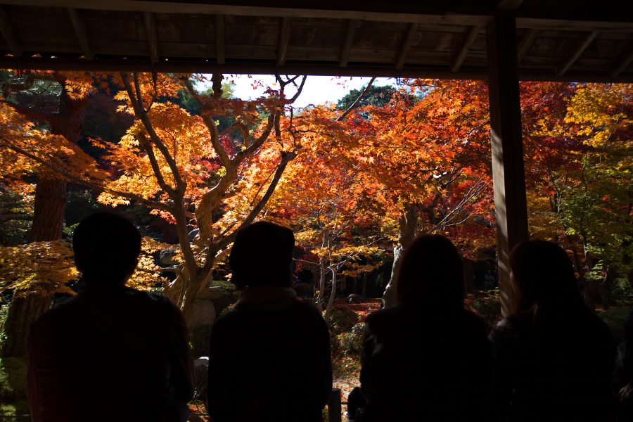 紅葉を眺むる