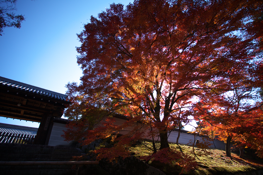 輝く紅葉