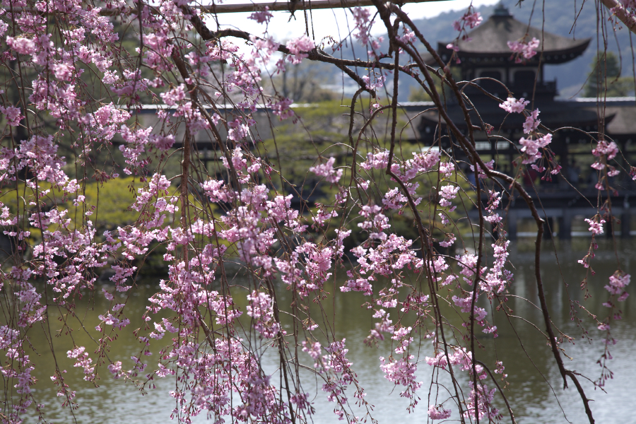 泰平閣としだれ桜