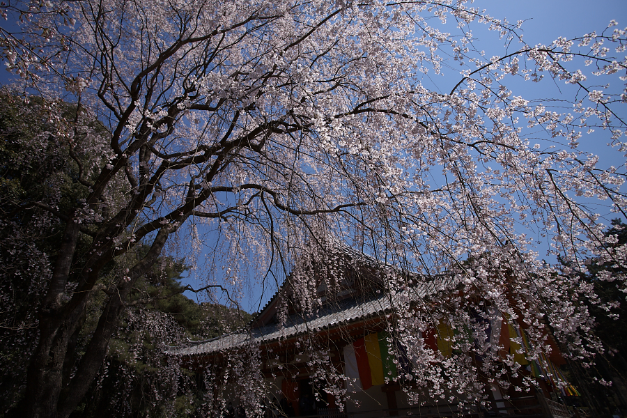 大山桜