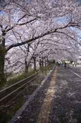 さくらの舞う路