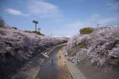 山崎川・四季の道