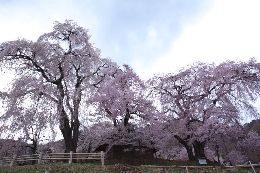 勝間薬師堂のしだれ桜