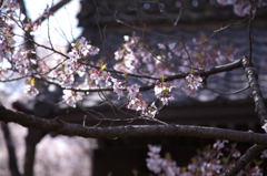 高遠城址公園