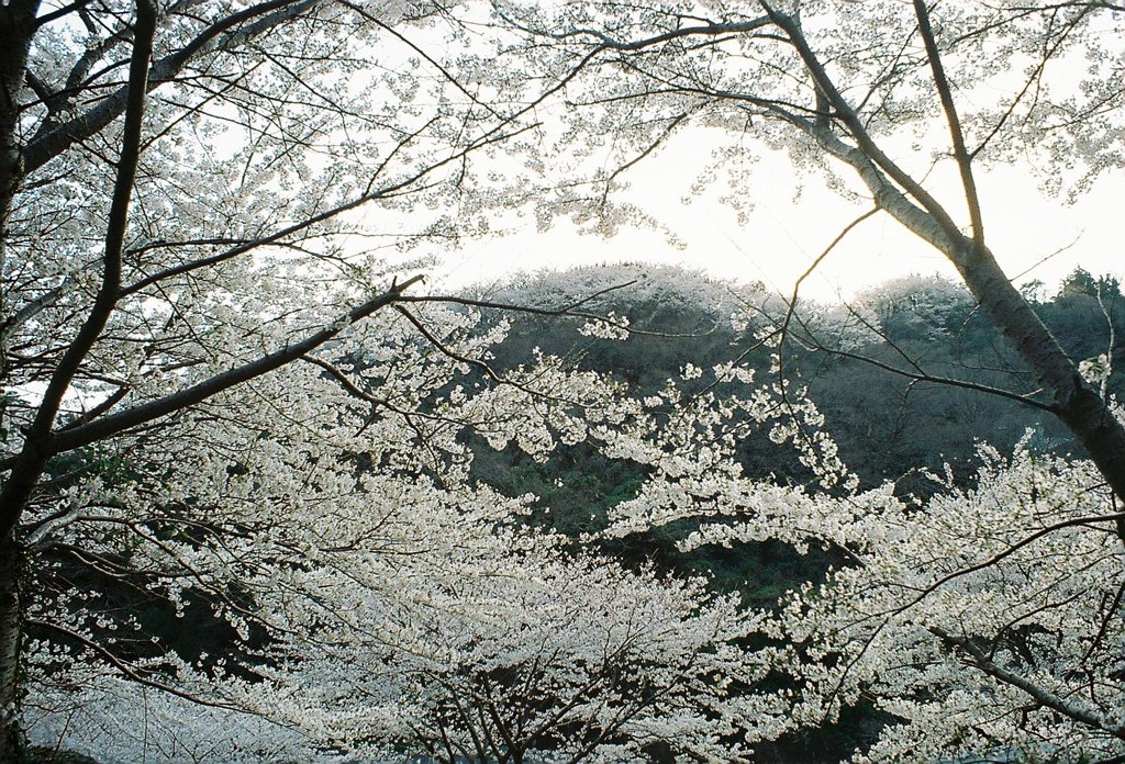 spring snow