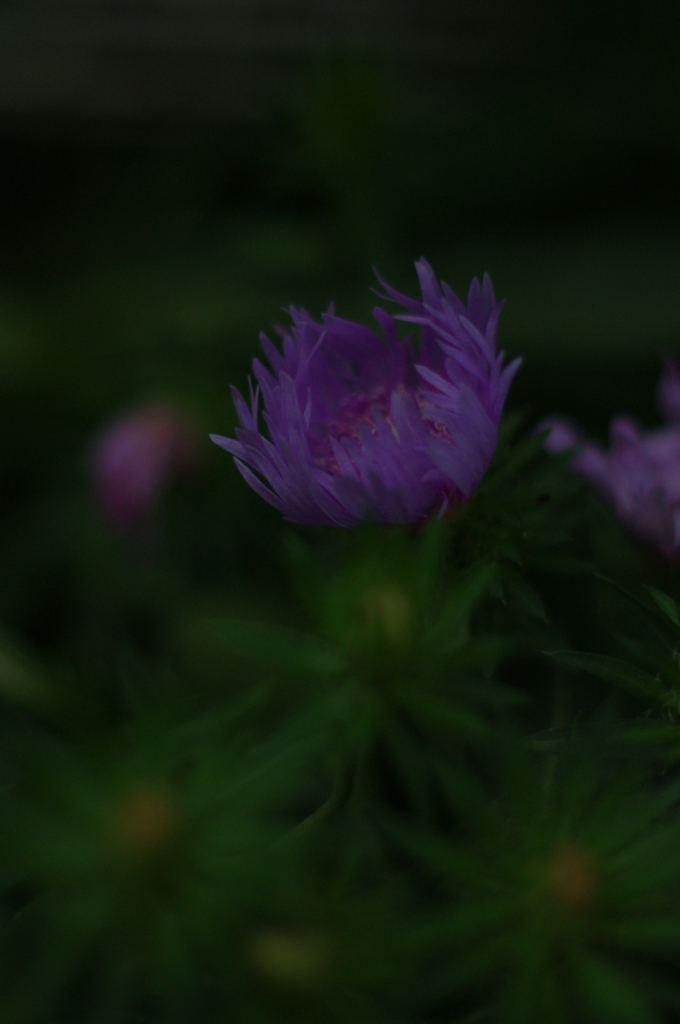 夕涼み