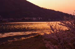桜と見る夕景