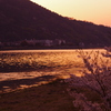 桜と見る夕景