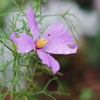 芯