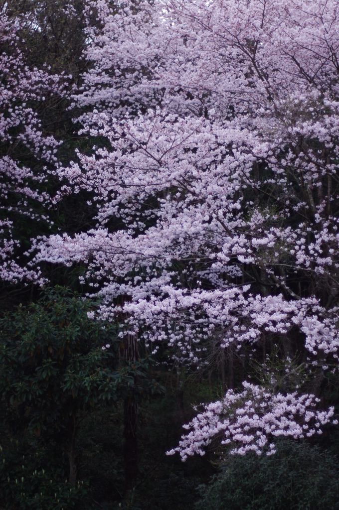 一期一会