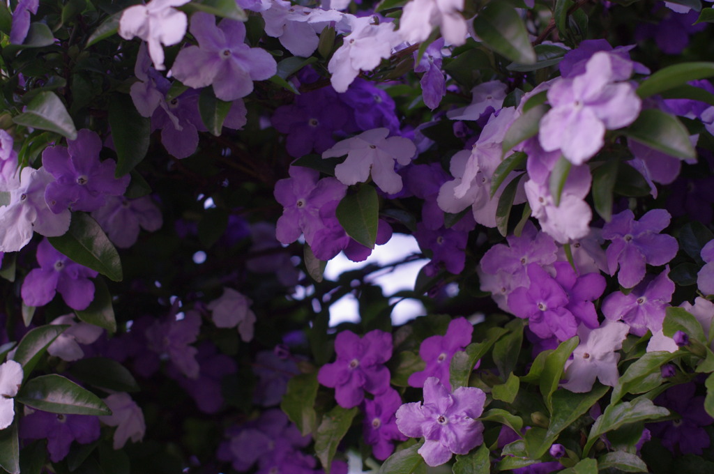 匂蕃茉莉