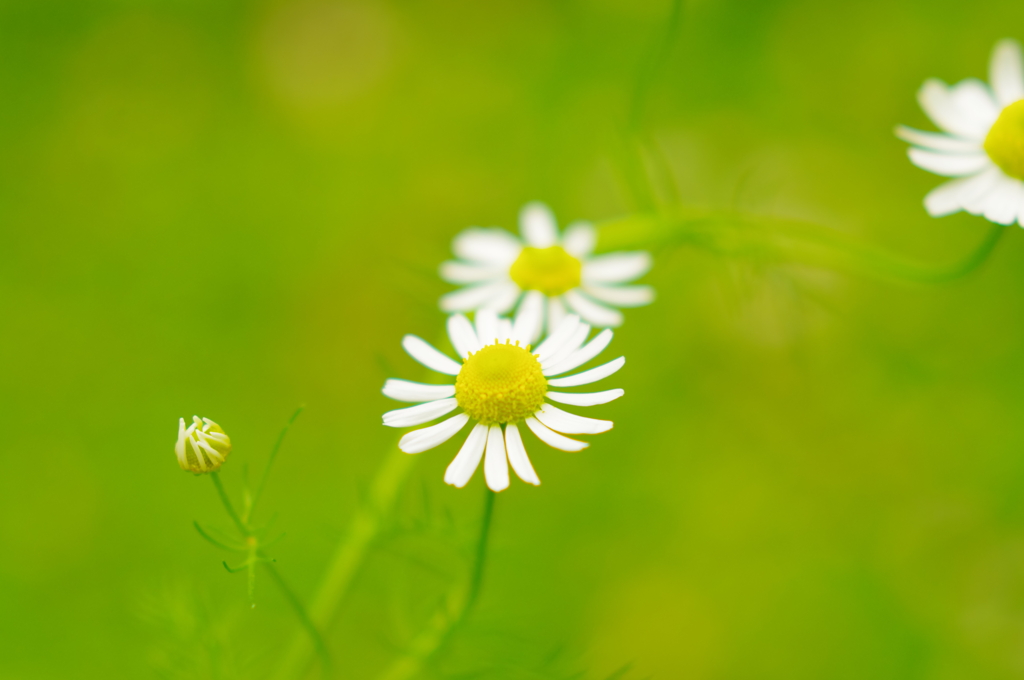 camomile