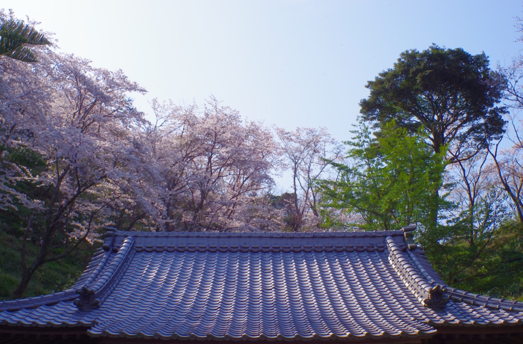 桜日和