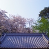 桜日和