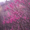 Ｉ am pink 