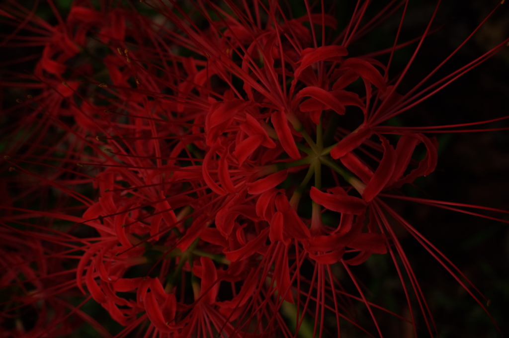 ❀彡秋色探し❀彡　彼岸花