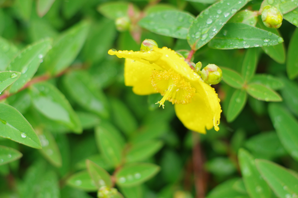 雨の贈り物