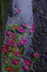 素敵な水たまり♪