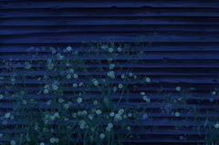 blue night flower 