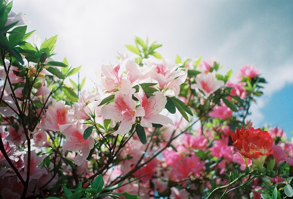 ５月の雅