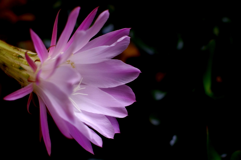 サボテンの花が咲く