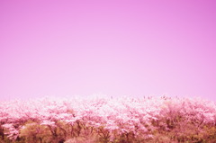 桜の丘