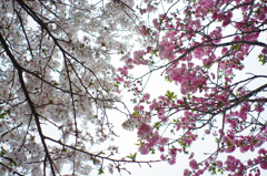 ふんわり春の雨