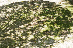 木洩れ日模様のラグマット