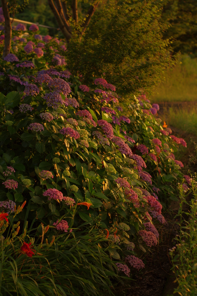 sunset garden