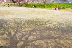 桜の影