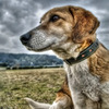 HDR MyDog