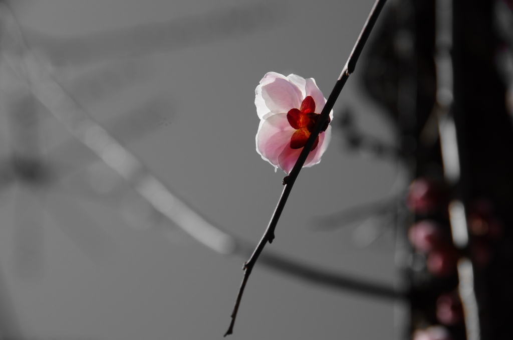 UME