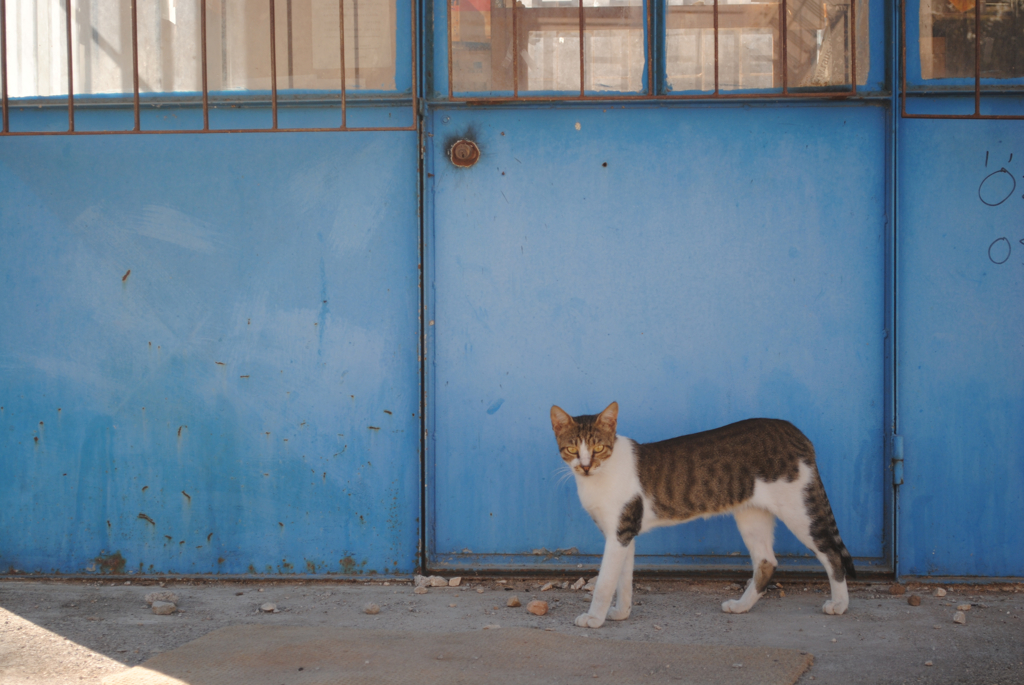 日陰猫