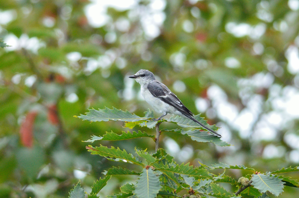 この鳥はなんでしょうか？（その１）