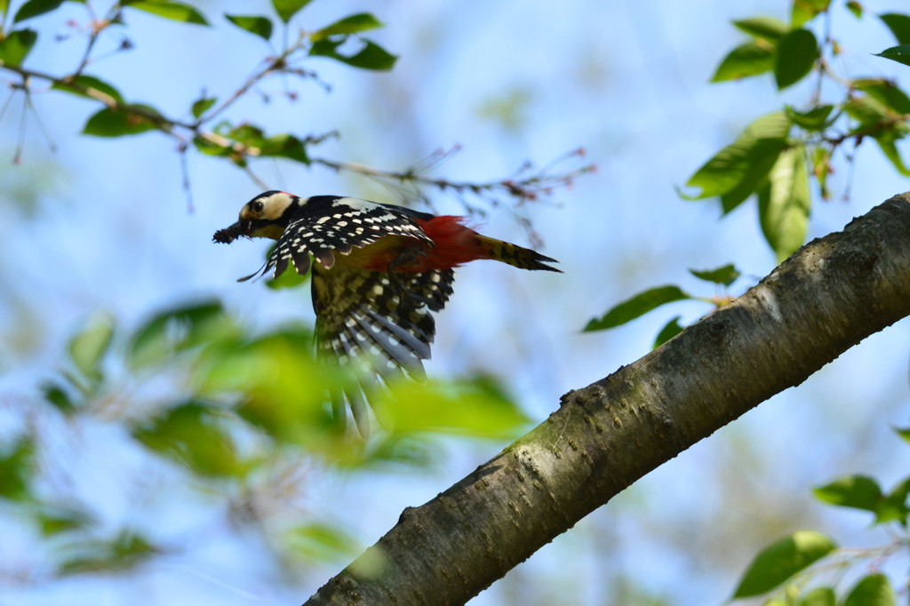 リベンジ！アカゲラの飛翔
