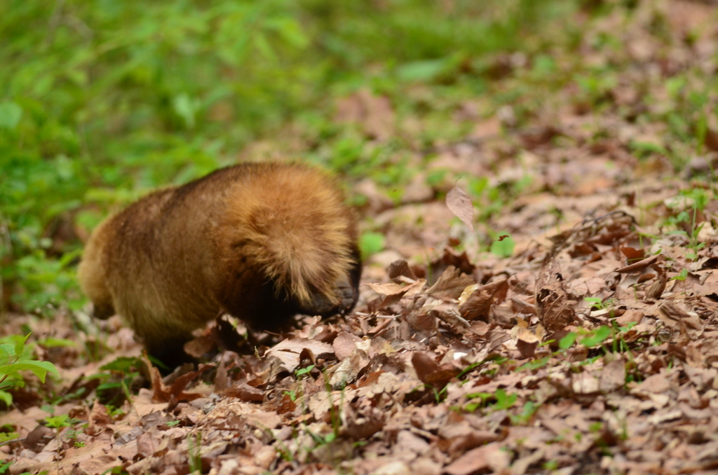 アナグマのお帰り（その３）