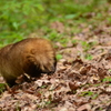 アナグマのお帰り（その３）