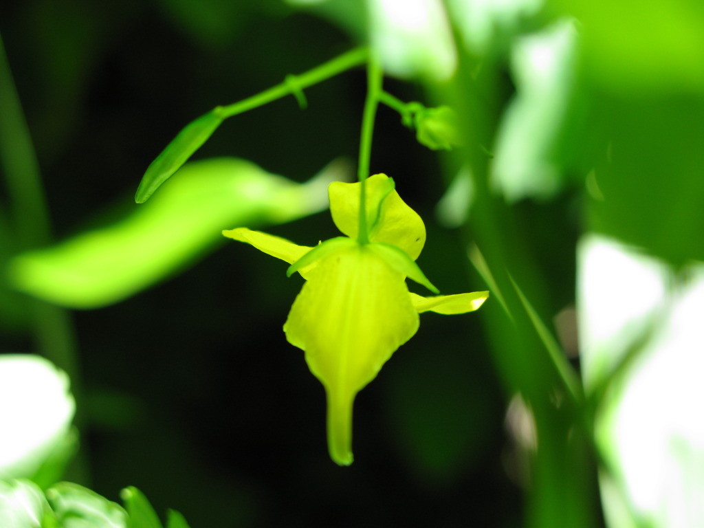 天使の花