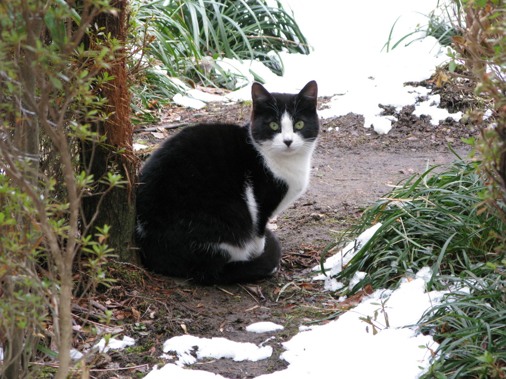 のらねこ②