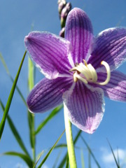 湿原に咲く花