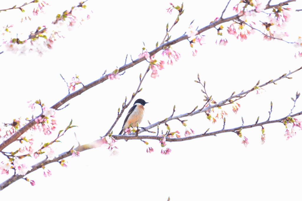 ノビタキのお花見会