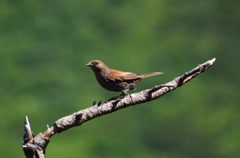 八甲田山、謎の鳥